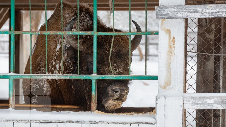 Princely Forest reserve to welcome more muskoxen and deer from Republic of Belarus (photoreport)