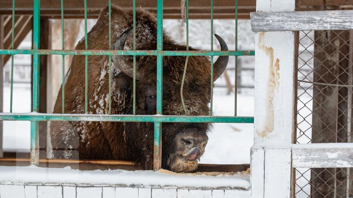 Princely Forest reserve to welcome more muskoxen and deer from Republic of Belarus (photoreport)