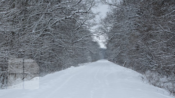 Princely Forest reserve to welcome more muskoxen and deer from Republic of Belarus (photoreport)