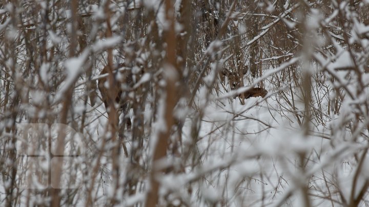 Princely Forest reserve to welcome more muskoxen and deer from Republic of Belarus (photoreport)