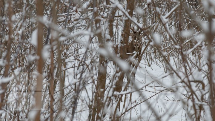 Princely Forest reserve to welcome more muskoxen and deer from Republic of Belarus (photoreport)