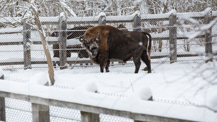 Princely Forest reserve to welcome more muskoxen and deer from Republic of Belarus (photoreport)