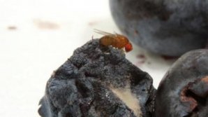 A fruit fly threatens Moldovan viticulture. What is it about