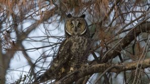 Soroca City Hall yard shelters 50 owls. What do the workers say