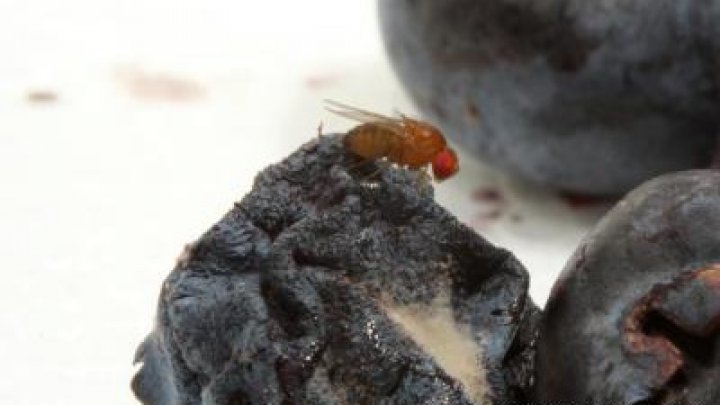 A fruit fly threatens Moldovan viticulture. What is it about