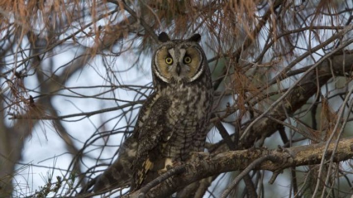 Soroca City Hall yard shelters 50 owls. What do the workers say