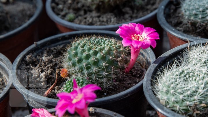 Spring comes! How gorgeous these cacti blossoming in Botanical Garden (photoreport)