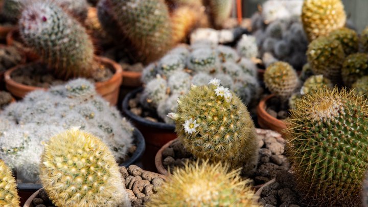 Spring comes! How gorgeous these cacti blossoming in Botanical Garden (photoreport)