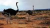 Drought and arid conditions affect ostrich farmers