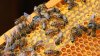 Apiarists map out bees for new pollination season