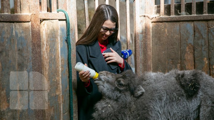 Unprecedented! The ever first camel calf just born in Chisinau Zoo (Photo report)