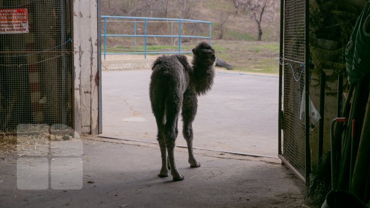 Unprecedented! The ever first camel calf just born in Chisinau Zoo (Photo report)