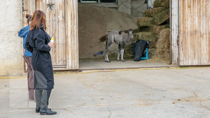 Unprecedented! The ever first camel calf just born in Chisinau Zoo (Photo report)