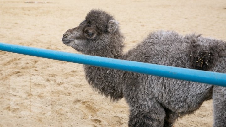 Unprecedented! The ever first camel calf just born in Chisinau Zoo (Photo report)