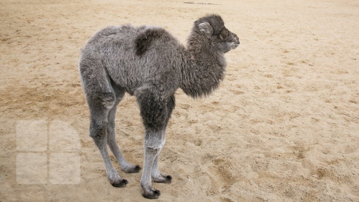 Unprecedented! The ever first camel calf just born in Chisinau Zoo (Photo report)