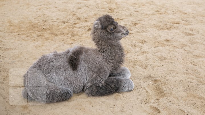 Unprecedented! The ever first camel calf just born in Chisinau Zoo (Photo report)