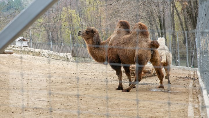 Unprecedented! The ever first camel calf just born in Chisinau Zoo (Photo report)