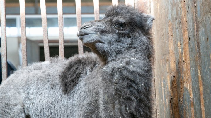 Unprecedented! The ever first camel calf just born in Chisinau Zoo (Photo report)