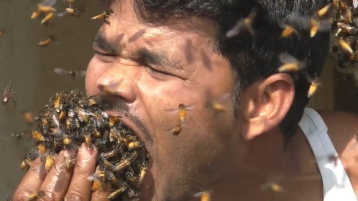 Watch how a honey collector grabs handfuls of bees and stuffs them in mouth before shoving them down his shirt