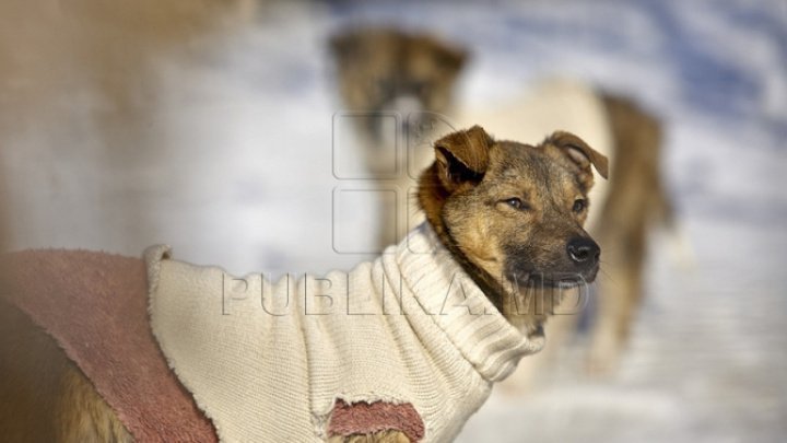 Rally against human's cruel behavior to dogs in front of the City Hall took place today 