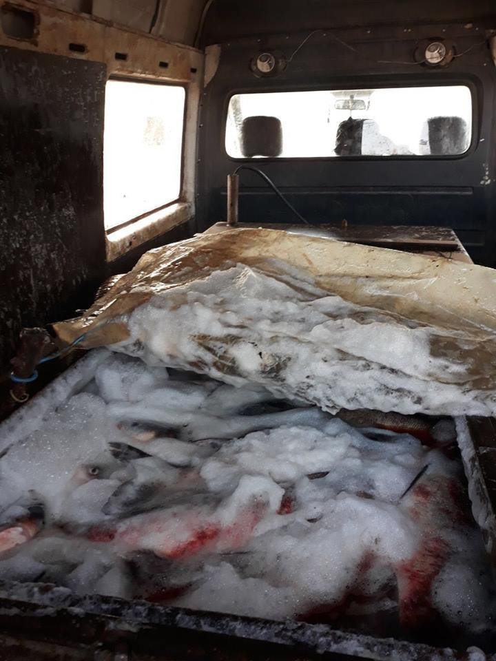 Tons of live fish in unsanitary conditions transported to central market in Chisinau 