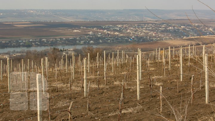 Nisporeni farmers started working in vineyards. They use new technologies (PHOTO REPORT)