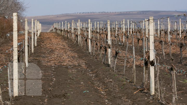 Nisporeni farmers started working in vineyards. They use new technologies (PHOTO REPORT)