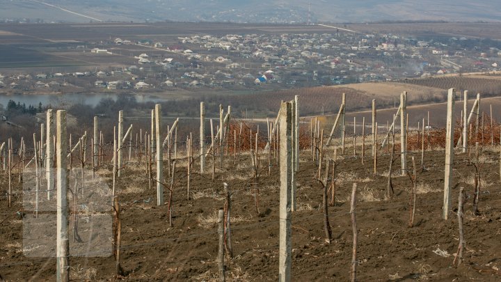 Nisporeni farmers started working in vineyards. They use new technologies (PHOTO REPORT)