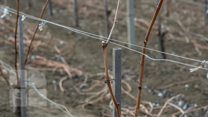 Nisporeni farmers started working in vineyards. They use new technologies (PHOTO REPORT)