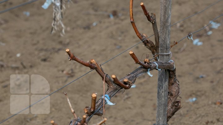 Nisporeni farmers started working in vineyards. They use new technologies (PHOTO REPORT)