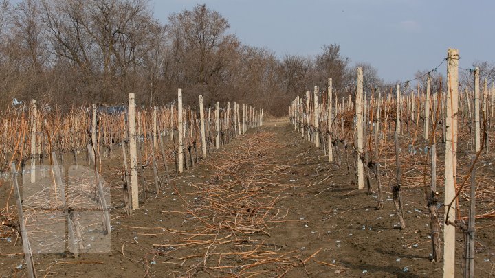 Nisporeni farmers started working in vineyards. They use new technologies (PHOTO REPORT)