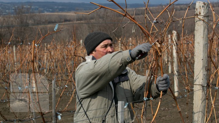 Nisporeni farmers started working in vineyards. They use new technologies (PHOTO REPORT)