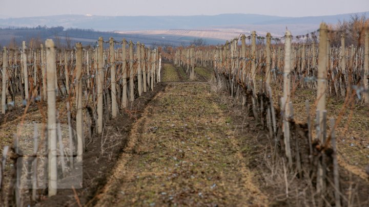 Nisporeni farmers started working in vineyards. They use new technologies (PHOTO REPORT)