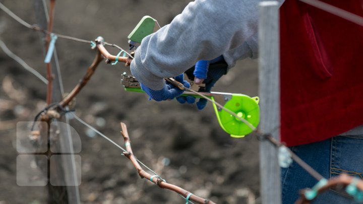 Nisporeni farmers started working in vineyards. They use new technologies (PHOTO REPORT)