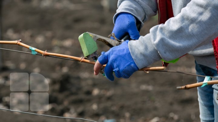 Nisporeni farmers started working in vineyards. They use new technologies (PHOTO REPORT)