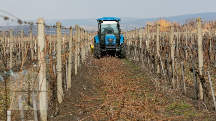 Nisporeni farmers started working in vineyards. They use new technologies (PHOTO REPORT)