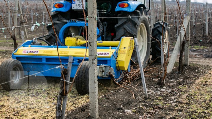 Nisporeni farmers started working in vineyards. They use new technologies (PHOTO REPORT)