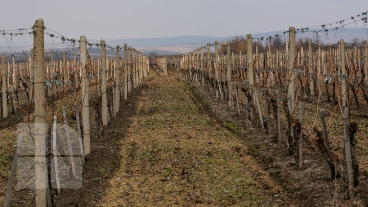 Nisporeni farmers started working in vineyards. They use new technologies (PHOTO REPORT)