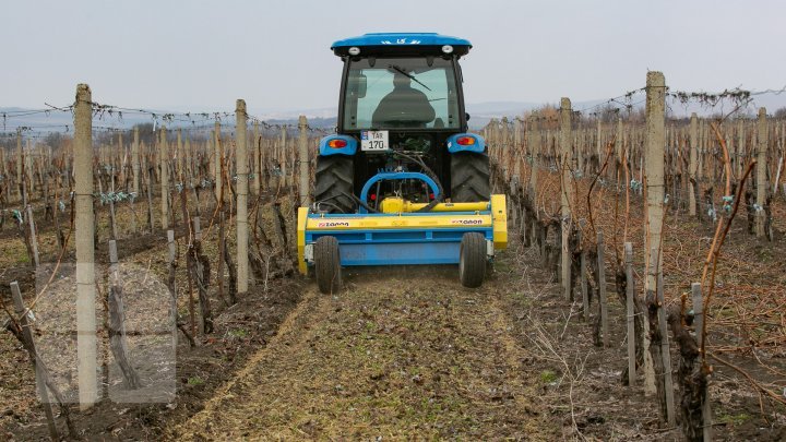 Nisporeni farmers started working in vineyards. They use new technologies (PHOTO REPORT)