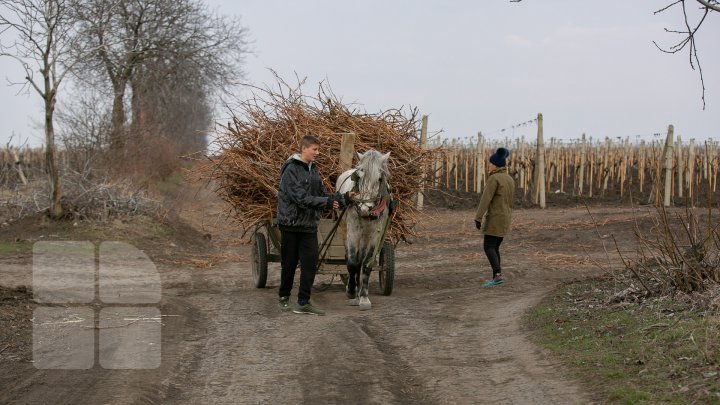 Nisporeni farmers started working in vineyards. They use new technologies (PHOTO REPORT)