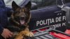 Mission accomplished! A police dog discovered a recidivist thief in Glodeni