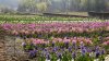 Netherlands in Bardar village. Family from Ialoveni owns huge tulips garden (PHOTO REPORT)