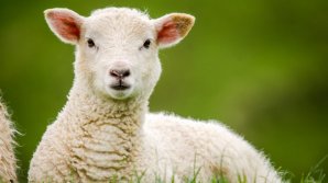 How to chose the meat for the Easter meal 