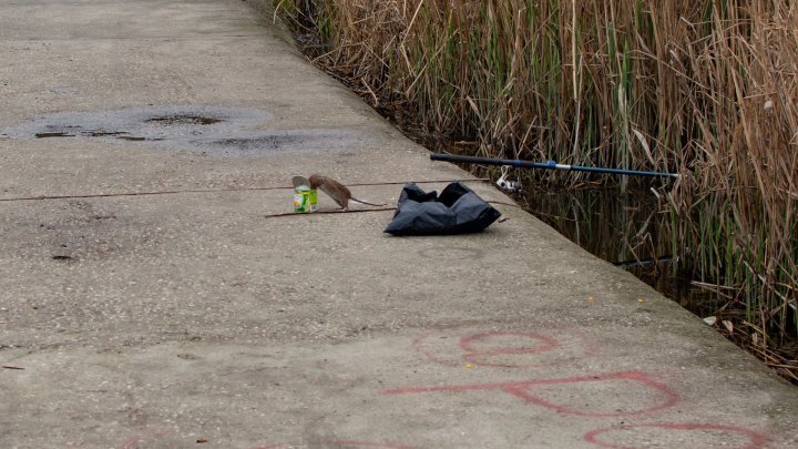 Rat invasion in Valea Morilor park. Why they have to show up and taken by our photographer 