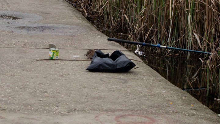 Rat invasion in Valea Morilor park. Why they have to show up and taken by our photographer 