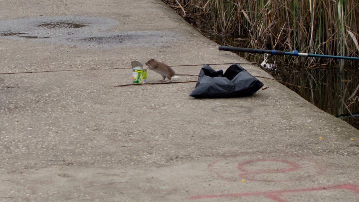 Rat invasion in Valea Morilor park. Why they have to show up and taken by our photographer 