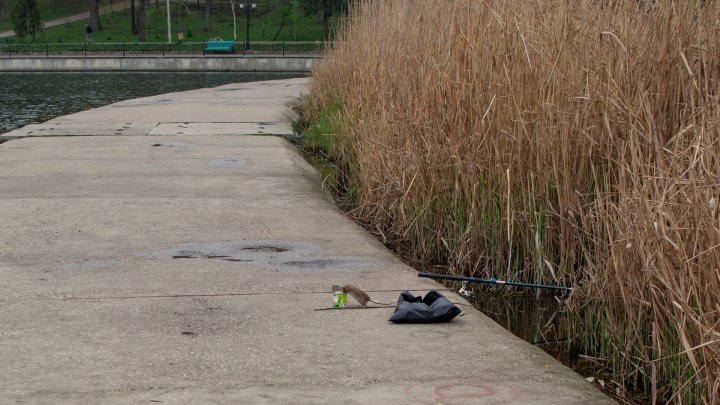 Rat invasion in Valea Morilor park. Why they have to show up and taken by our photographer 