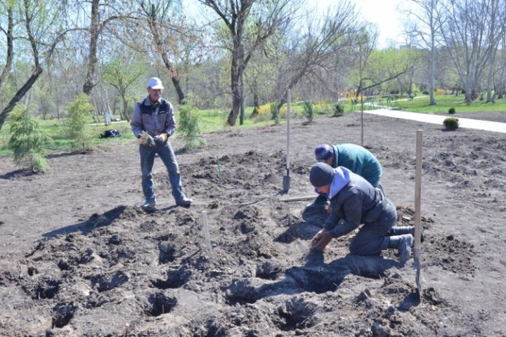 3.000 roses to be planted in Dendrariu park from Chisinau (PHOTO)