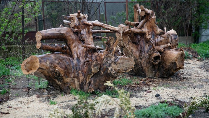 Moldovan wood-haunter makes marvelous masterpiece from tree roots 