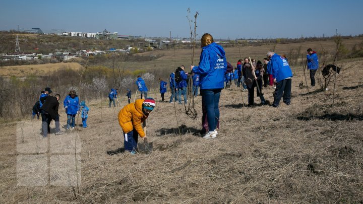 Tens of thousands of trees were planted today in a campaign launched by the Democratic Party